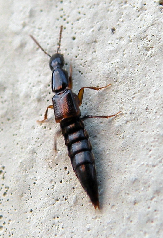 Un altro Staphylinidae?